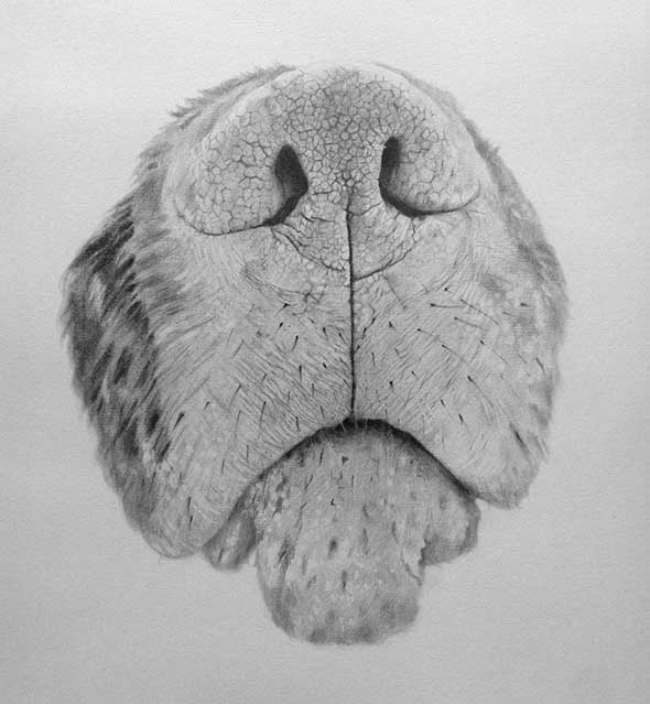 Dog Nose